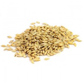 Barley Grains (Jau)