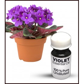 Violet Essential Oil