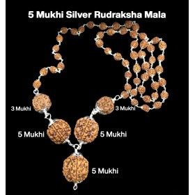 Rudraksha Combination for Health Power 3,3,5,5,5 Mukhi Nepal in Silver Mala