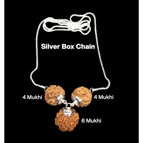 Rudraksha Combination for Students 4,4,6 Mukhi Nepal in Silver Chain 