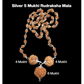 Rudraksha Combination for Students 4,4,6 Mukhi Nepal in Silver Mala