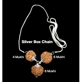 Rudraksha Combination for Advocates 4,6,8 Mukhi Nepal in Silver Chain