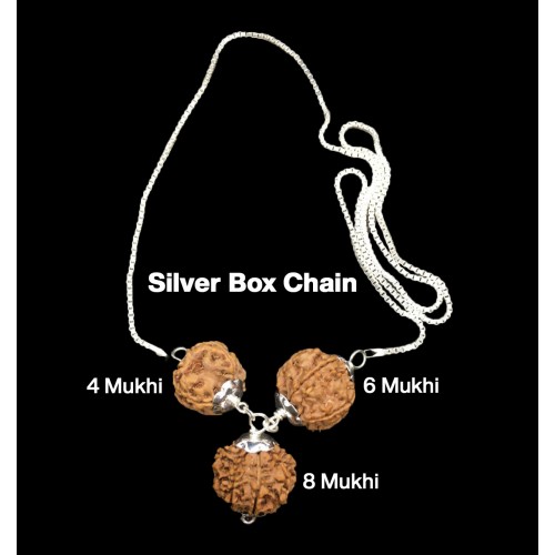 Rudraksha Combination for Advocates 4,6,8 Mukhi Nepal in Silver Chain