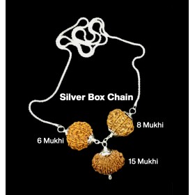 Rudraksha Combination for Business 6,8,15 Mukhi Nepal in Silver Chain