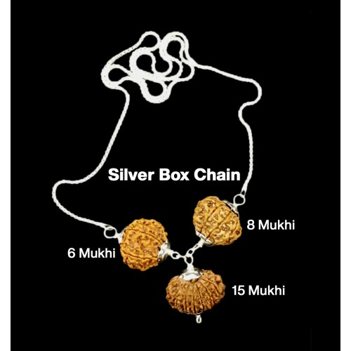 Rudraksha Combination for Business 6,8,15 Mukhi Nepal in Silver Chain