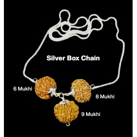 Rudraksha Combination for Females in Business 6,8,9 Mukhi Nepal in Silver Chain