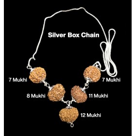 Rudraksha Combination for Business Power (Executives & Businessmen) 7,7,8,11,12 Mukhi Nepal in Silver Chain