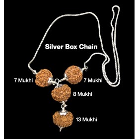 Rudraksha Combination for Business Power (Marketing & Trading) 7,7,8,13 Mukhi Nepal in Silver Chain