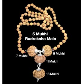 Rudraksha Combination for Wealth 7,9,11,13 Mukhi Nepal in Rudraksha Mala