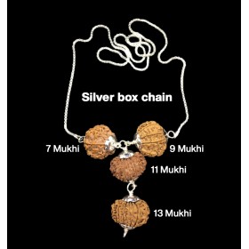 Rudraksha Combination for Wealth 7,9,11,13 Mukhi Nepal in Silver Chain
