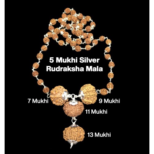 Rudraksha Combination for Wealth 7,9,11,13 Mukhi Nepal in Silver Mala