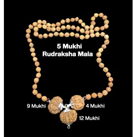 Rudraksha Combination for Doctors 4,9,12 Mukhi Nepal in Rudraksha Mala